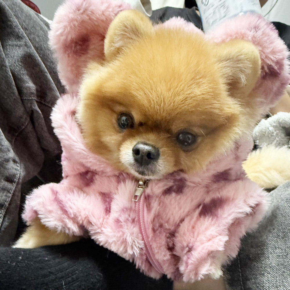 卒業犬ミアちゃんの近況♪